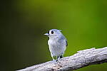 Click to see Y-JG-SONY-A1-1385.JPG