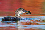 Click to see Y-JG-SONY-A1-1590-MOD.JPG