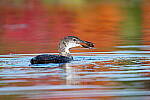 Click to see Y-JG-SONY-A1-1590.JPG