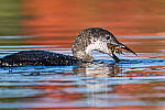 Click to see Y-JG-SONY-A1-1591-MOD.JPG