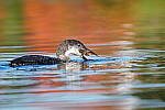 Click to see Y-JG-SONY-A1-1591.JPG