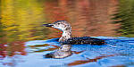 Click to see Y-JG-SONY-A1-1638-MOD.JPG