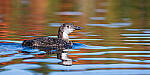 Click to see Y-JG-SONY-A1-1684-MOD.JPG