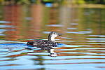Click to see Y-JG-SONY-A1-1684.JPG