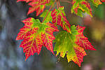 Click to see Y-JG-SONY-A1-1734-MOD.JPG
