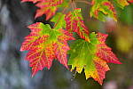 Click to see Y-JG-SONY-A1-1734.JPG