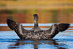 Click to see Y-JG-SONY-A1-1778-MOD.JPG