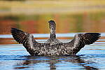 Click to see Y-JG-SONY-A1-1778.JPG
