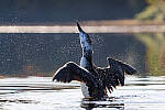 Click to see Y-JG-SONY-A1-1796-MOD.JPG