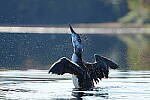 Click to see Y-JG-SONY-A1-1796.JPG