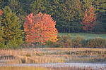 Click to see Y-JG-SONY-A1-2138.JPG