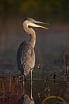 Click to see Y-JG-SONY-A1-2270.JPG