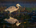 Click to see Y-JG-SONY-A1-2294-MOD.JPG