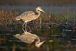Click to see Y-JG-SONY-A1-2294.JPG
