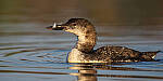 Click to see Y-JG-SONY-A1-2406-MOD.JPG