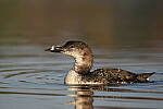 Click to see Y-JG-SONY-A1-2406.JPG