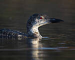 Click to see Y-JG-SONY-A1-2458-MOD.JPG