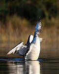 Click to see Y-JG-SONY-A1-2485-MOD.JPG