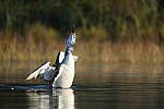Click to see Y-JG-SONY-A1-2485.JPG