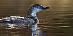 Click to see Y-JG-SONY-A1-2551-MOD.JPG