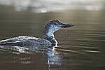 Click to see Y-JG-SONY-A1-2551.JPG