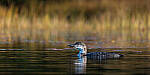 Click to see Y-JG-SONY-A1-2584-MOD.JPG