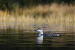 Click to see Y-JG-SONY-A1-2584.JPG