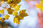 Click to see Y-JG-SONY-A1-2606-MOD.JPG