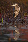 Click to see Y-JG-SONY-A1-2842.JPG