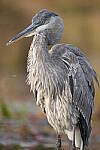 Click to see Y-JG-SONY-A1-2973.JPG