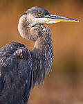 Click to see Y-JG-SONY-A1-3002-MOD.JPG