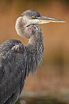 Click to see Y-JG-SONY-A1-3002.JPG