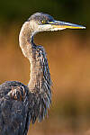 Click to see Y-JG-SONY-A1-3003-MOD.JPG