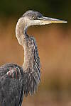 Click to see Y-JG-SONY-A1-3003.JPG