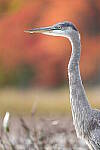 Click to see Y-JG-SONY-A1-3046.JPG