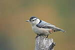 Click to see Y-JG-SONY-A1-3081.JPG