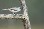Click to see Y-JG-SONY-A1-3085.JPG