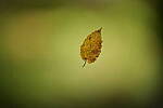 Click to see Y-JG-SONY-A1-3126.JPG