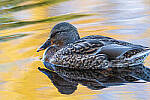 Click to see Y-JG-SONY-A1-3201-MOD.JPG