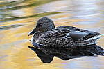 Click to see Y-JG-SONY-A1-3201.JPG
