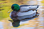 Click to see Y-JG-SONY-A1-3208-MOD.JPG