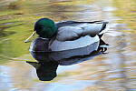 Click to see Y-JG-SONY-A1-3208.JPG