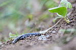 Click to see Y-JG-SONY-A1-3269.JPG