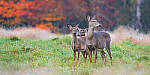 Click to see Y-JG-SONY-A1-3507-MOD.JPG