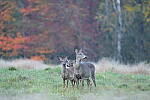 Click to see Y-JG-SONY-A1-3507.JPG