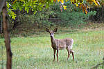 Click to see Y-JG-SONY-A1-3516-MOD.JPG