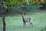 Click to see Y-JG-SONY-A1-3516.JPG