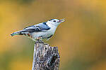 Click to see Y-JG-SONY-A1-3573-MOD.JPG