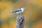 Click to see Y-JG-SONY-A1-3573.JPG