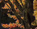 Click to see Y-JG-SONY-A1-3589-MOD.JPG